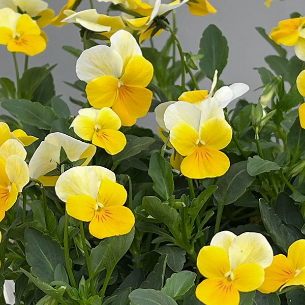 ビオラ：フローラルパワー　イエロービーコン3-3.5号ポット 2株セットy