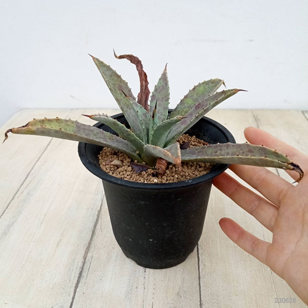 マンガベ ブラッドスポット × パープルピープルイーター オリジナルhyb