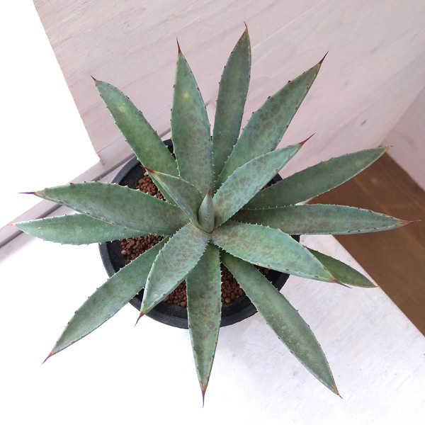 園芸ネット本店｜マンガベ ：パープルスポット22-03／4号鉢 の通販【公式】