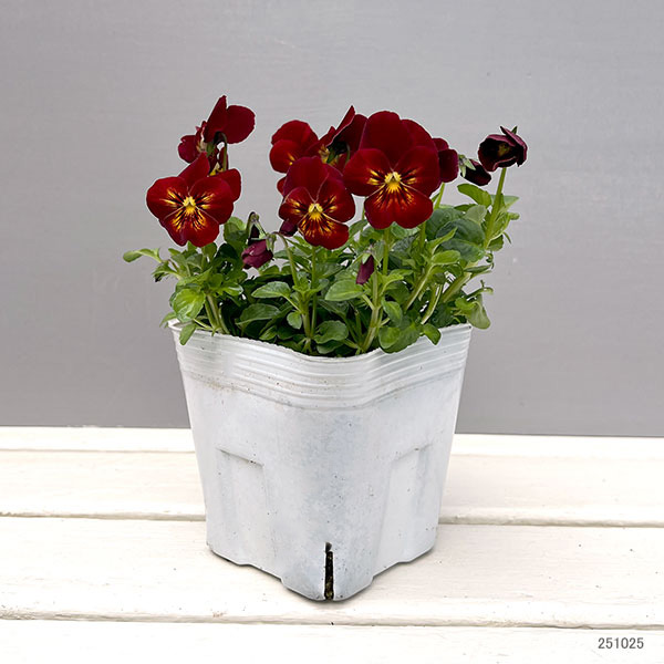 ビオラ：フィオリーナ　レッドフレア4号ポット