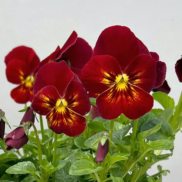 ビオラ：フィオリーナ　レッドフレア4号ポット