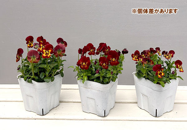 ビオラ：フィオリーナ　レッドフレア4号ポット