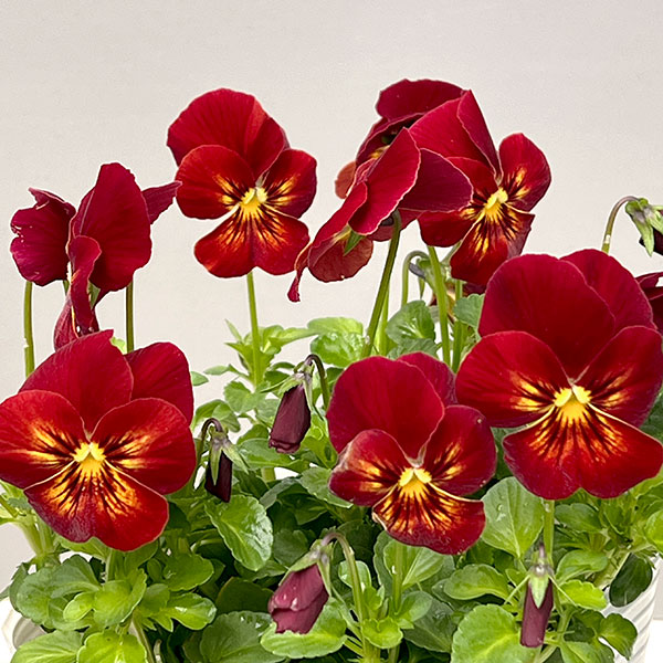 ビオラ：フィオリーナ　レッドフレア4号ポット