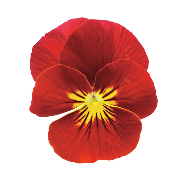 ビオラ：フィオリーナ　レッドフレア4号ポット