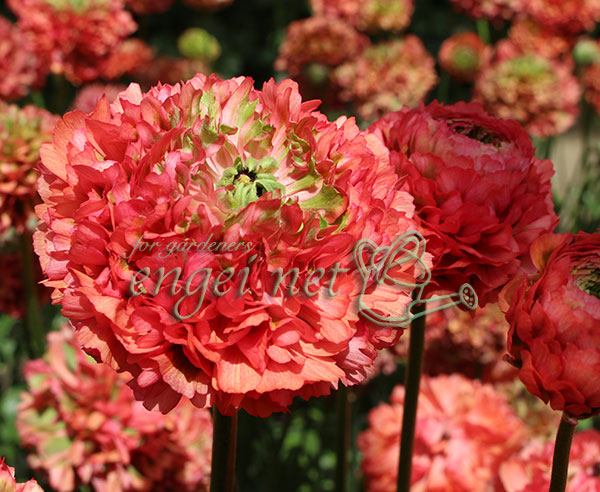 ラナンキュラス:ポンポン ミネルバ5号鉢植え