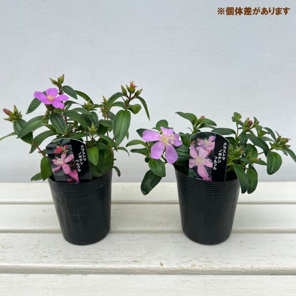 ノボタン：ベルグラ3.5号ポット
