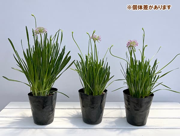 アリウム:ミレニアム3~4球植え 4号ポット