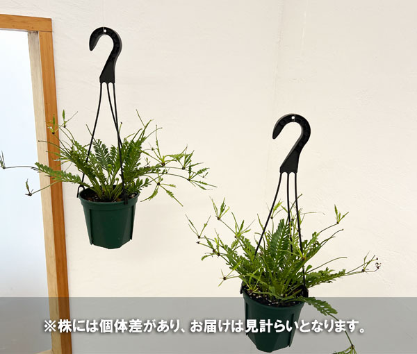 アスプレニウム：ケンゾイ（オニヒノキシダ）　4.5号吊り鉢