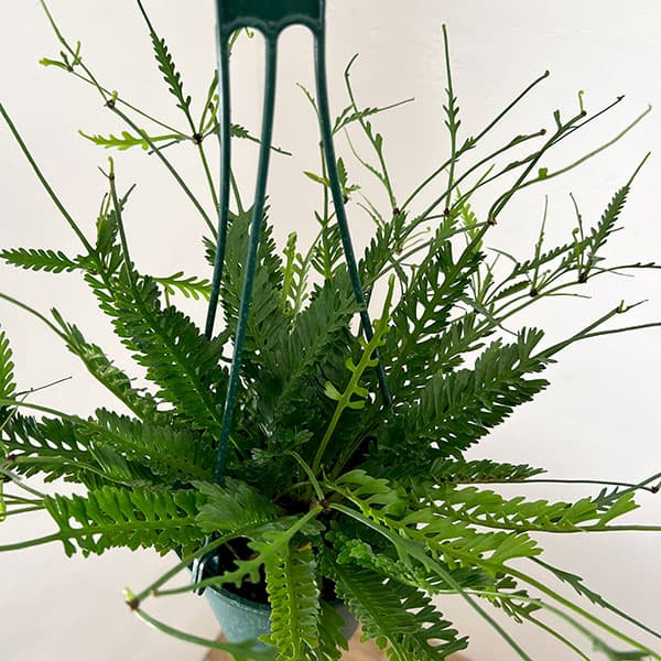 アスプレニウム・ケンゾイ　観葉植物 園芸ネット本店｜アスプレニウム：ケンゾイ（オニヒノキシダ） 5号吊り