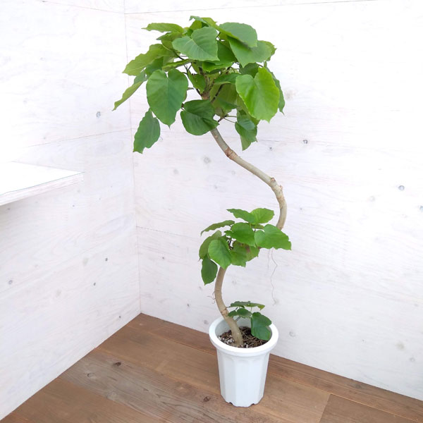 フィカス ウンベラータ 8号145cmS-shaped tree form