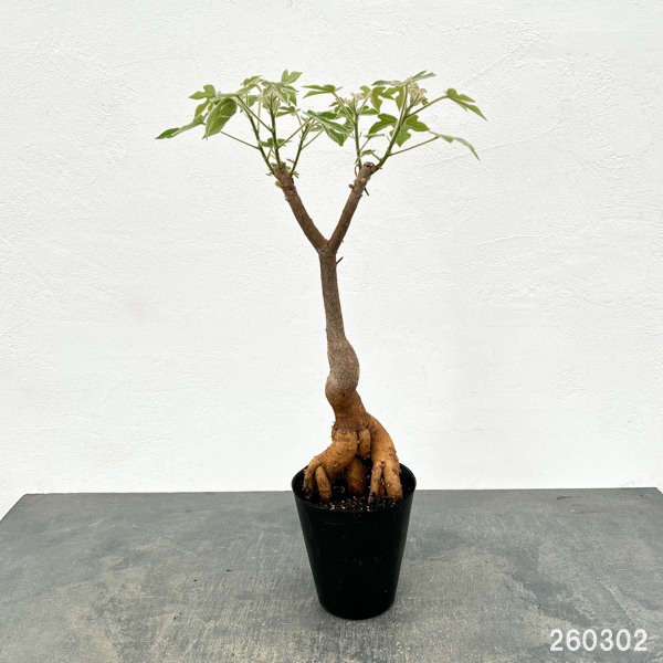 ブラキキトン(ボトルツリー):ビドウィリー 5号ポット