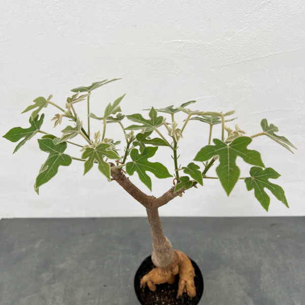 ブラキキトン(ボトルツリー):ビドウィリー 5号ポット