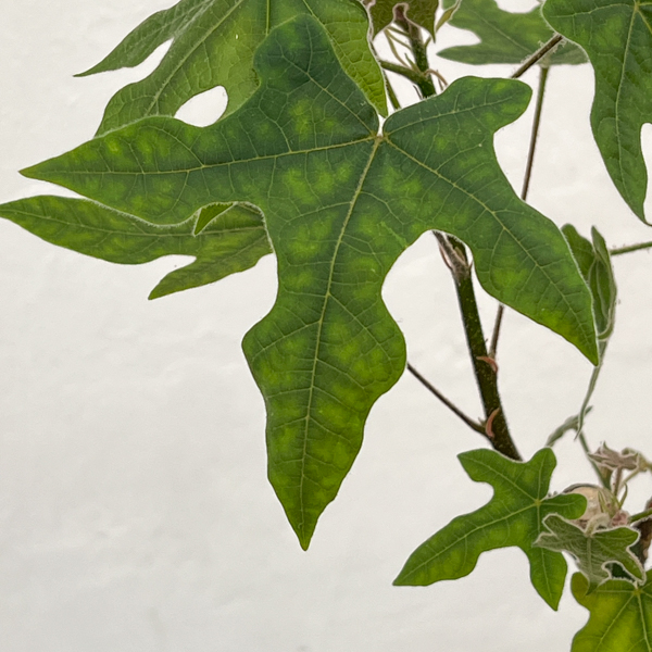 ブラキキトン(ボトルツリー):ビドウィリー 5号ポット