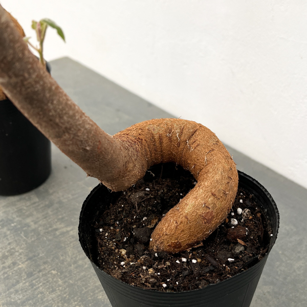 ブラキキトン(ボトルツリー):ビドウィリー 5号ポット