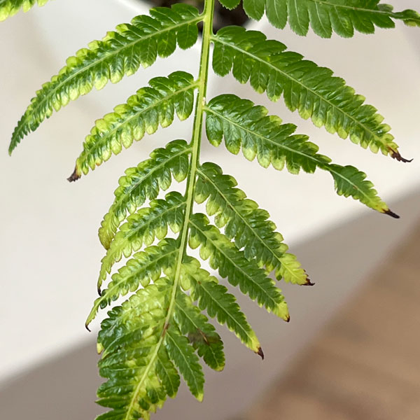 タカワラビ:キンモウコウ セレクト 3.5号鉢植え