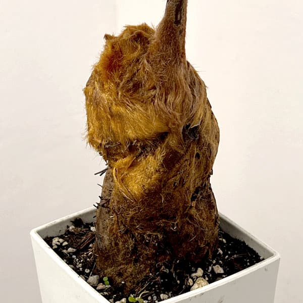 タカワラビ:キンモウコウ セレクト 3.5号鉢植え