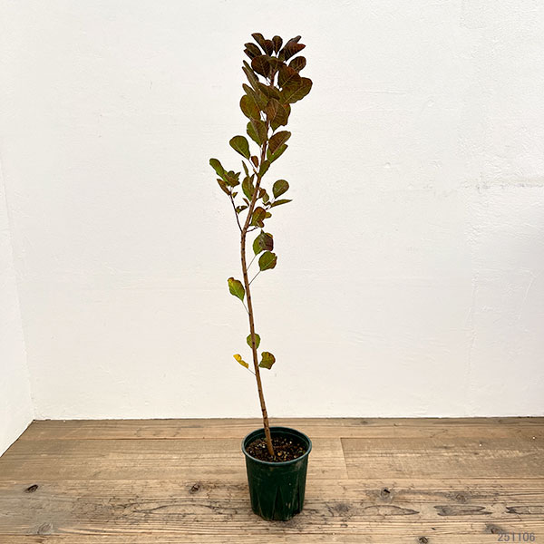 スモークツリー：グリーンボール 6号鉢植え