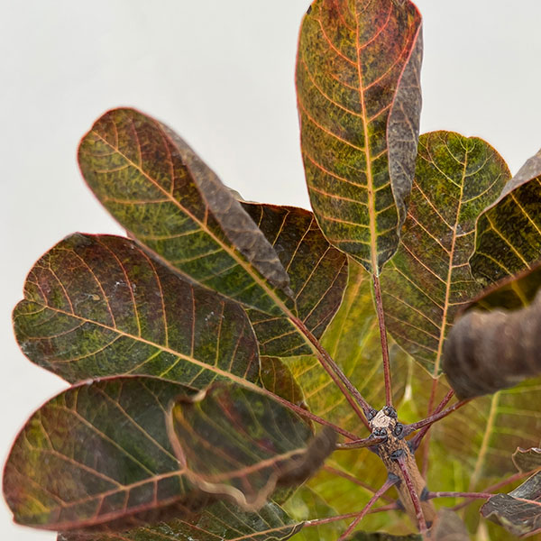 スモークツリー：グリーンボール 6号鉢植え