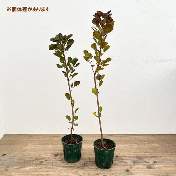スモークツリー：グリーンボール 6号鉢植え