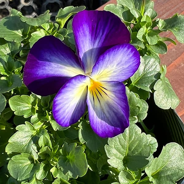 見元園芸さんのビオラ：ムーンウォーク3-3.5号ポット 3株セット