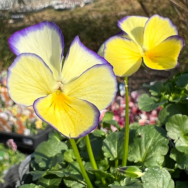 見元園芸さんのビオラ：ムーンウォーク3-3.5号ポット 3株セット