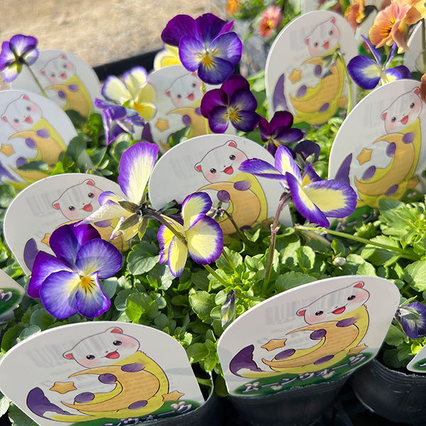 見元園芸さんのビオラ：ムーンウォーク3-3.5号ポット 3株セット
