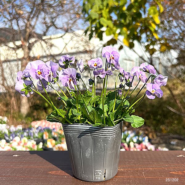 見元園芸さんのビオラ：よくばりプンク3-3.5号ポット