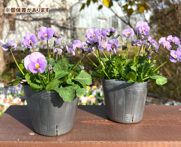 見元園芸さんのビオラ：よくばりプンク3-3.5号ポット