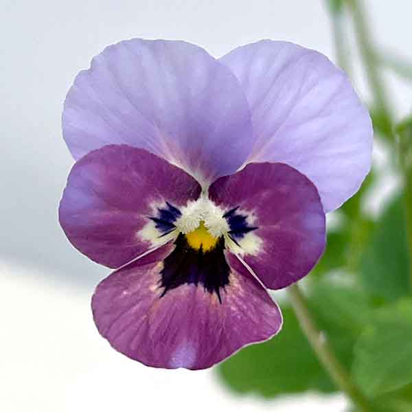 園芸ネット本店｜見元園芸さんのビオラ：チェリーズ3-3.5号ポット の