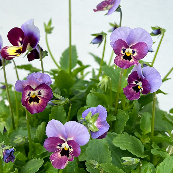 園芸ネット本店｜見元園芸さんのビオラ：チェリーズ3-3.5号ポット の