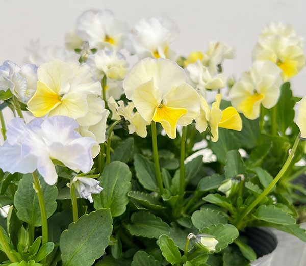 見元園芸さんのビオラ:エンジェルダック3-3.5号ポット