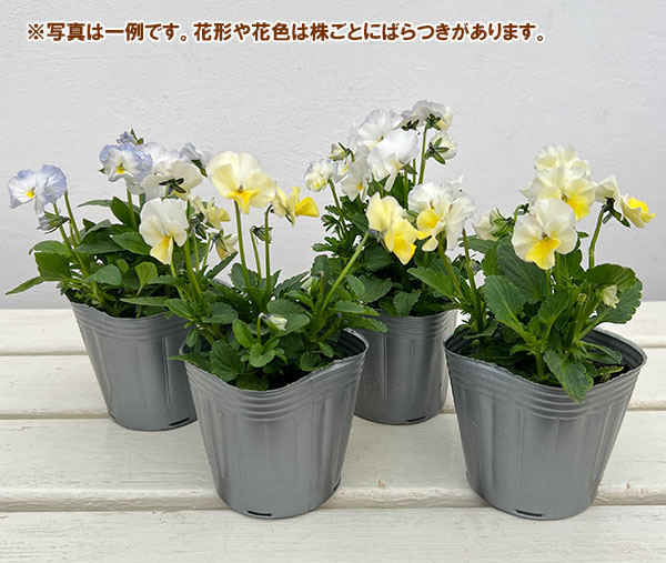 見元園芸さんのビオラ:エンジェルダック3-3.5号ポット