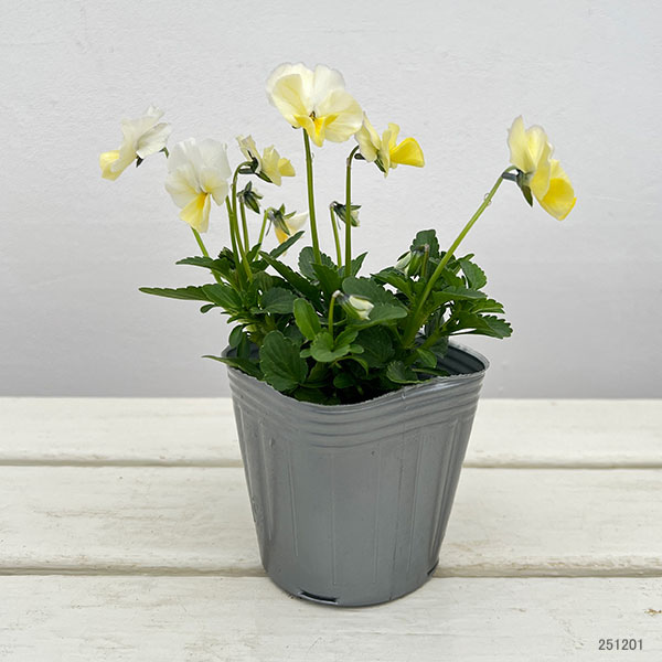 見元園芸さんのビオラ:エンジェルダック3-3.5号ポット