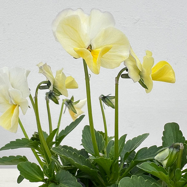 見元園芸さんのビオラ:エンジェルダック3-3.5号ポット