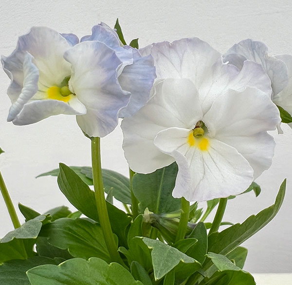 見元園芸さんのビオラ:エンジェルダック3-3.5号ポット