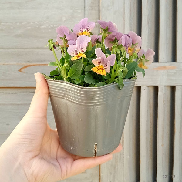 園芸ネット本店｜見元園芸さんのビオラ：ことりのクック3.5号ポット の