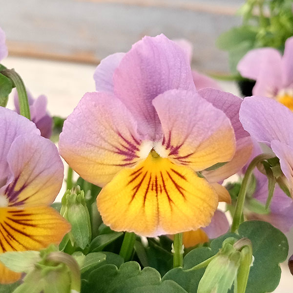 園芸ネット本店｜見元園芸さんのビオラ：ことりのクック3.5号ポット の