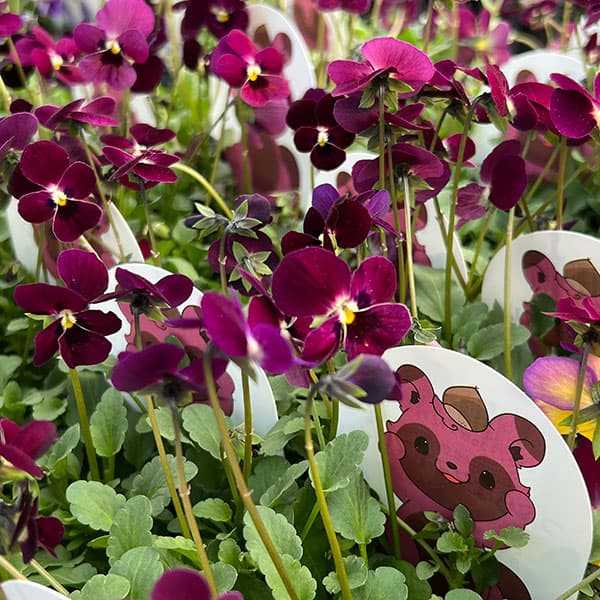 見元園芸さんのビオラ：つぶらなタヌキマロン3-3.5号ポット