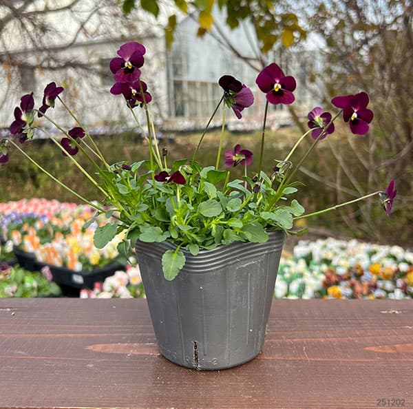 見元園芸さんのビオラ：つぶらなタヌキマロン3-3.5号ポット