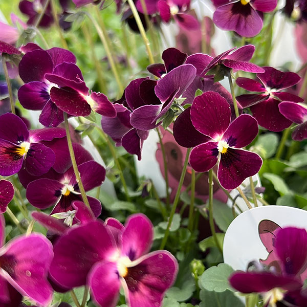 見元園芸さんのビオラ：つぶらなタヌキマロン3-3.5号ポット