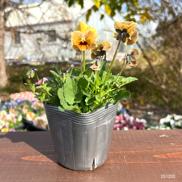 [送料無料]見元園芸さんのビオラ：マルンマルン3-3.5号ポット 24株セット