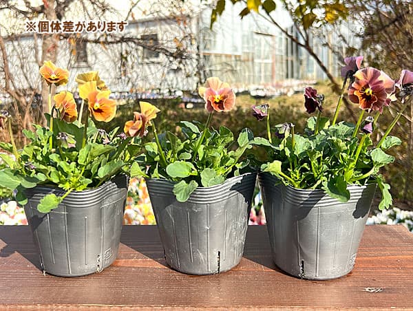 [送料無料]見元園芸さんのビオラ：マルンマルン3-3.5号ポット 24株セット