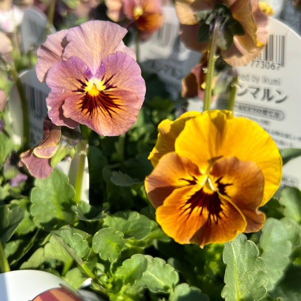 [送料無料]見元園芸さんのビオラ：マルンマルン3-3.5号ポット 24株セット