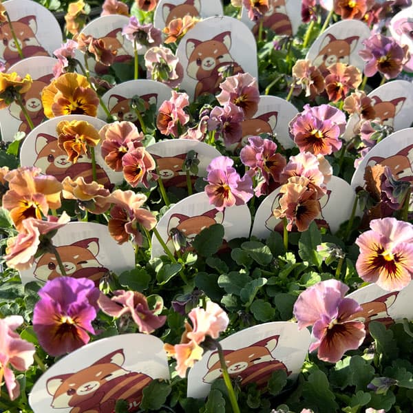 [送料無料]見元園芸さんのビオラ：マルンマルン3-3.5号ポット 24株セット