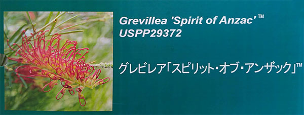 [25年9月中下旬予約]グレビレア：スピリットオブアンザック  6号鉢植え