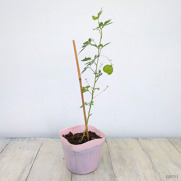 風船かずら(ふうせんかずら)　3-3.5号ポット*