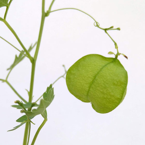 風船かずら(ふうせんかずら)　3-3.5号ポット*