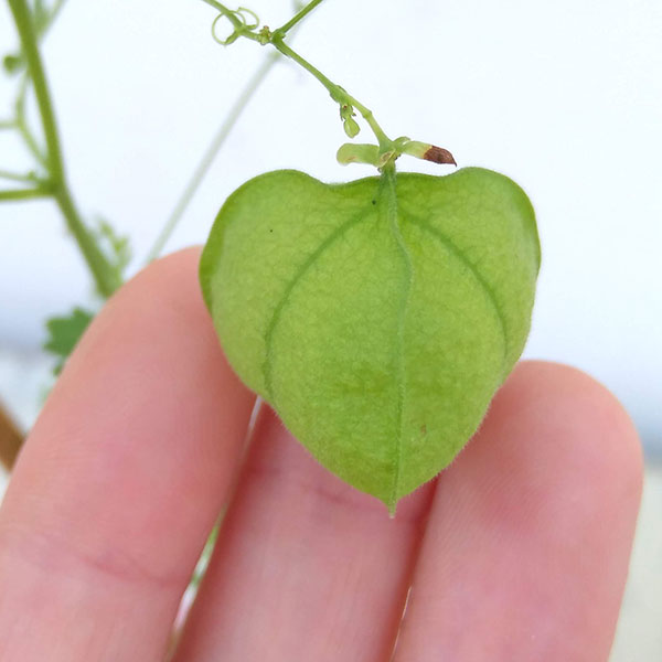 風船かずら(ふうせんかずら)　3-3.5号ポット*