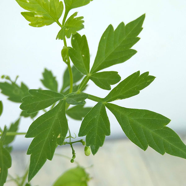 風船かずら(ふうせんかずら)　3-3.5号ポット*