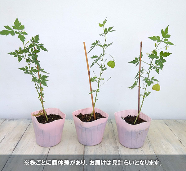 風船かずら(ふうせんかずら)　3-3.5号ポット*